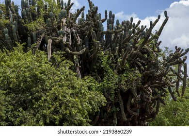 Kenya: Tsavo West National Park