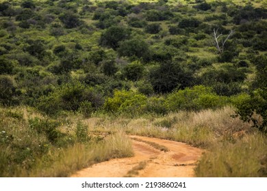 Kenya: Tsavo West National Park