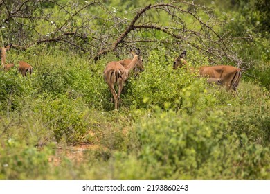 Kenya: Tsavo West National Park