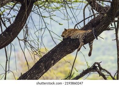 Kenya: Tsavo West National Park