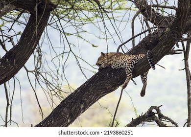 Kenya: Tsavo West National Park