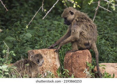 Kenya: Tsavo West National Park