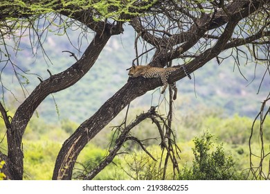 Kenya: Tsavo West National Park