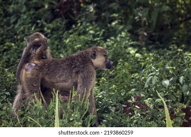 Kenya: Tsavo West National Park