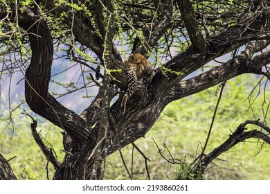 Kenya: Tsavo West National Park