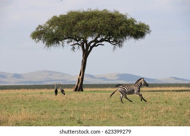 Kenyan Safari, Zebra