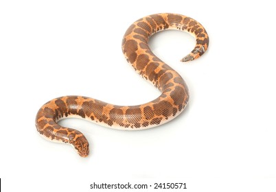 49 Kenyan sand boa Images, Stock Photos & Vectors | Shutterstock