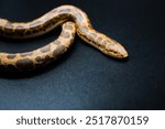 Kenyan Sand Boa orange and brown