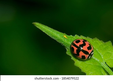 Kepik Merah or Southeast Asian red with black dots ladybug (Coccinellidae) beetle resting and waiting for its prey on top of green leaf isolated in dark green background 
