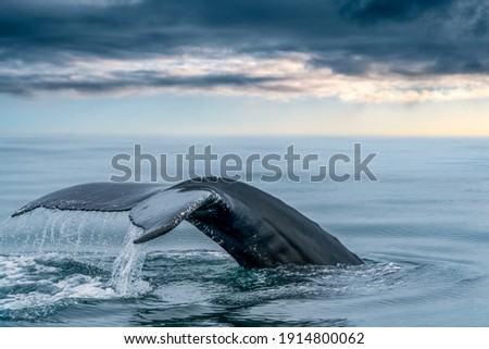 Keporkak, humpback whale, tail in  the sea of northern Iceland's Husavik with soft light below the clouds on the horizon. Megaptera novaeangliae in its natural habitat.
