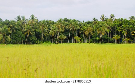 4,142 Kerala rain Images, Stock Photos & Vectors | Shutterstock