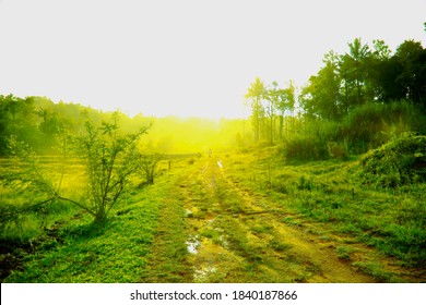 Kerala Green Village At Morning Images