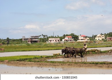 Kerala Cow Images Stock Photos Vectors Shutterstock Images, Photos, Reviews