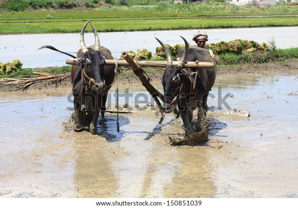 Traditional Old Agricultural Tools In Kerala | Technology And ...