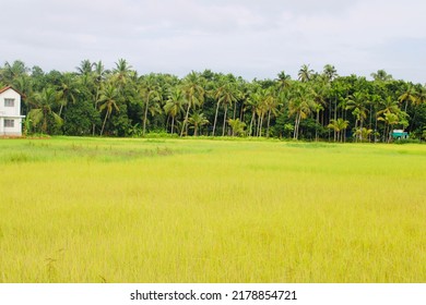 Kerala Protect Paddy Field Landscape Stock Photo 2178854721 | Shutterstock