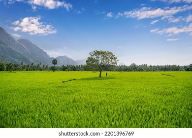 Kerala Village Life Pallakad Kollengode Paddy Field