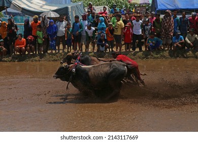 "Kerapan Sapi Brujul", bull race from Probolinggo city - Indonesia, October 2019