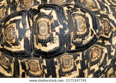 The keratin scales, or scutes, on a Leopard Tortoise shell covers the unique skeletal structure. The ridges show times of growth and can show the age of the animal.