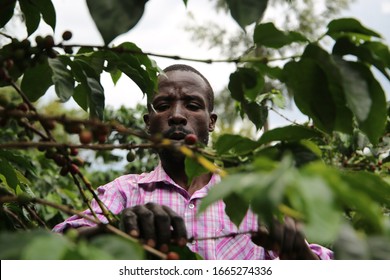 Kericho/Kenya-December 2019: A Farmer Picks Coffee Berries In His Farm In Kapirgo, Kericho In Kenya. Coffee Farmers In The East African Country Decry  Challenges In The Management Of The Industry