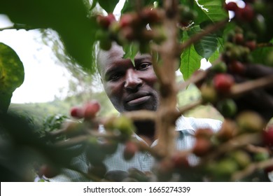 Kericho/Kenya-December 2019: A Farmer Picks Coffee Berries In His Farm In Kapirgo, Kericho In Kenya. Coffee Farmers In The East African Country Decry  Challenges In The Management Of The Industry