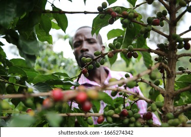 Kericho/Kenya-December 2019: A farmer picks coffee berries in his farm in Kapirgo, Kericho in Kenya. Coffee farmers in the East African country decry  challenges in the management of the industry