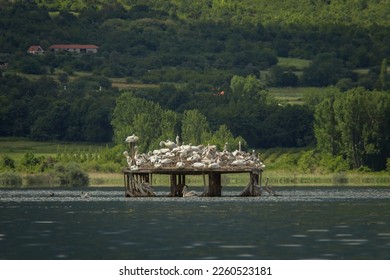 Kerkini Lake Greece wetland biodiversity bird birdwatching - Shutterstock ID 2260523181