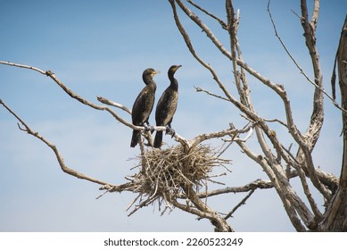 Kerkini Lake Greece wetland biodiversity bird birdwatching cormorant - Shutterstock ID 2260523249