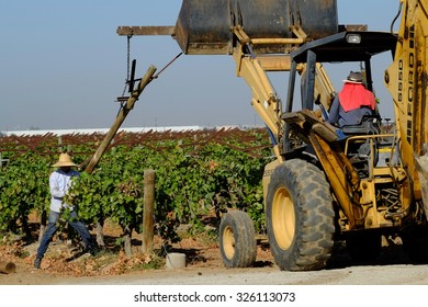 KERN COUNTY, CA -  OCTOBER 10, 2015: Aided By A Backhoe, Farm Workers Tear Out Supports And Grape Plants In This Old Vineyard. Later, It Will Be Replanted.