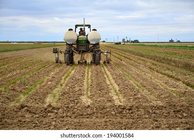 KERN COUNTY, CA-MAY 20, 2014: Central California Farm Worker, Jesus Urrell, Applies Chemical Fertilizer To A Field Of Commercially-grown Roses.