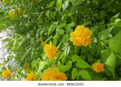 Kerria Japonica F. Plena