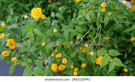 Kerria japonica or Japanese kerria or Japanese rose, is a yellow-flowered leafy shrub in the rose family. and is a species in the genus Kerria. - Powered by Shutterstock