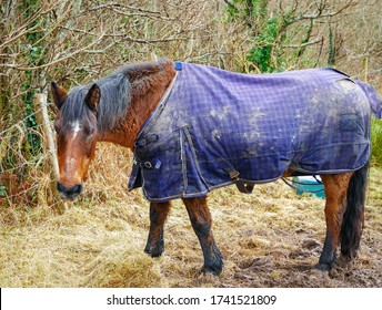 Kerry Bog Pony, Irish origin horse breed, , wears horse blanket in County Kerry, Ireland
