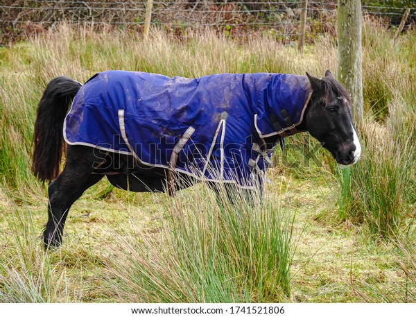 アイルランド原産の馬種 ケリー ボグ ポニーは アイルランドのケリー郡で馬の毛布を着ている の写真素材 今すぐ編集