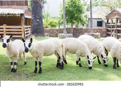 875 Kerry hill sheep Images, Stock Photos & Vectors | Shutterstock