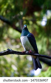 Keruru (New Zealand Pigeon) On Ulva Island