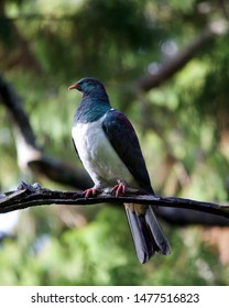 Keruru (New Zealand Pigeon) On Ulva Island