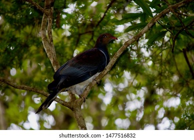 Keruru (New Zealand Pigeon) On Ulva Island