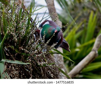 Keruru (New Zealand Pigeon) On Ulva Island