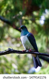 Keruru (New Zealand Pigeon) On Ulva Island