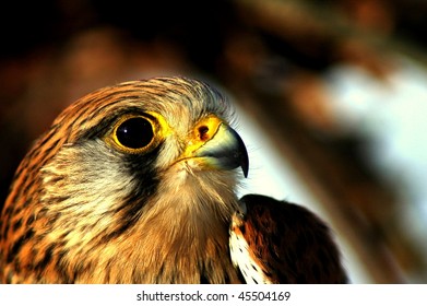 kestrel