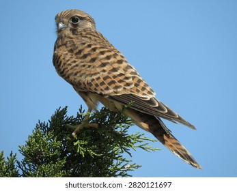 Kestrel from behind perched on tree branch with head turned faci