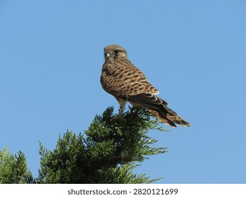Kestrel from behind perched on tree branch with head turned faci