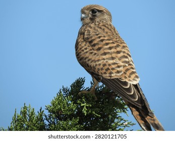 Kestrel from behind perched on tree branch with head turned faci