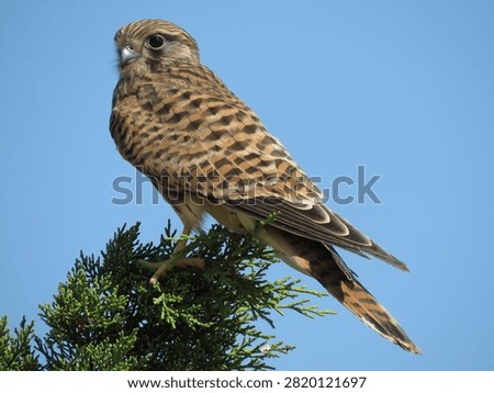 Kestrel from behind perched on tree branch with head turned faci