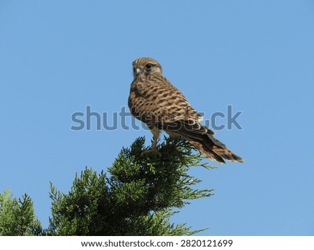 Kestrel from behind perched on tree branch with head turned faci