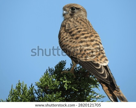 Kestrel from behind perched on tree branch with head turned faci