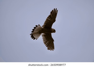 Kestrel bird of prey hovering