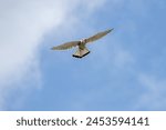 kestrel a bird of prey species belonging to the kestrel group of the falcon family hovering in a blue sky