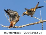 Kestrel bringing a grasshopper meal to one of her fledglings