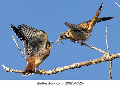 Kestrel bringing a grasshopper meal to one of her fledglings - Shutterstock ID 2089346524